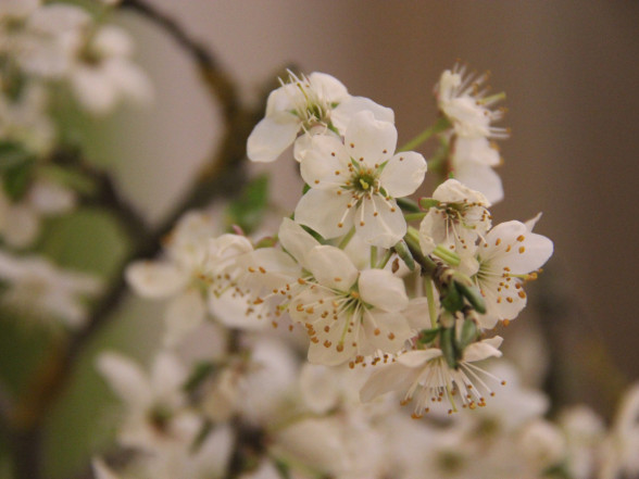 Māmiņdienas koncerts